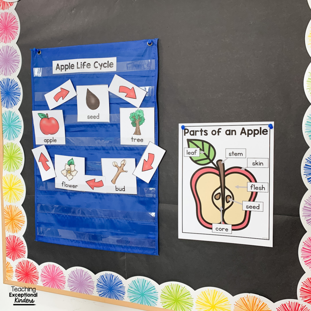Parts of an Apple and Life Cycle Anchor Charts